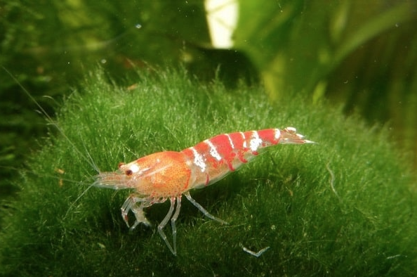 Shrimp on a Leaf